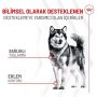 Royal Canin Eklem ve Yaşlanma Destekli Yetişkin Köpek Ödül Maması 240gr - Görsel 2